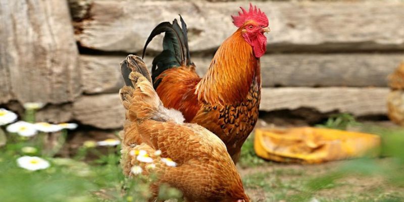 Gà chọi bị hạch ở cổ