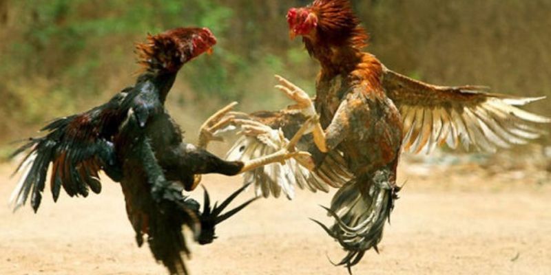 Nét nổi bật về gà chọi